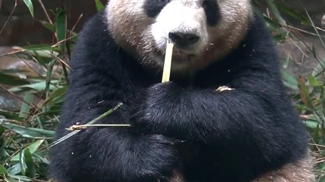 Giant panda eats bamboo, can you tell its gender?