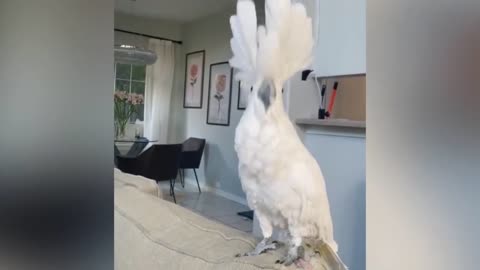 parrot talking, parrot sounds, parrot singing, parrot fish, parrot tv, parrotlet, parrot dancing, parrot talking funny, parrot minecraft, parrot alexa, parrot anafi, parrot anafi drone, parrot annoys cat, parrot and cat, parrot alexa shopping list, parrot