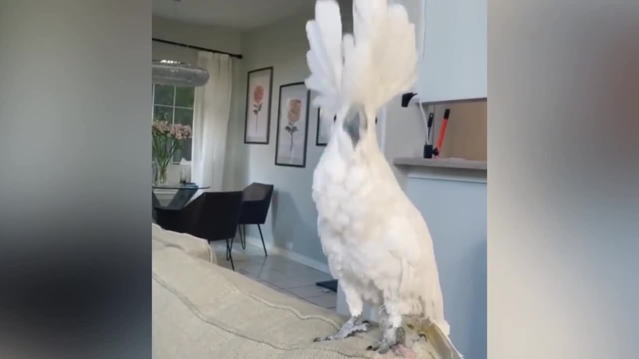 parrot talking, parrot sounds, parrot singing, parrot fish, parrot tv, parrotlet, parrot dancing, parrot talking funny, parrot minecraft, parrot alexa, parrot anafi, parrot anafi drone, parrot annoys cat, parrot and cat, parrot alexa shopping list, parrot