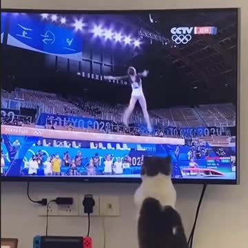 Specializing in Unhappy, Cat Funny Video Collection, Meow Star Becomes a "Funny Video"