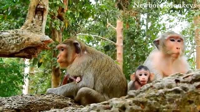 How King Eagle Attacks Baby Monkey Sit On The Tree With Mom