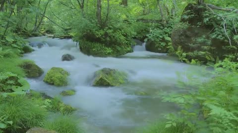 Relaxation Station - Relaxing Nature Sounds - River Noise and Birdsong ( No Music )