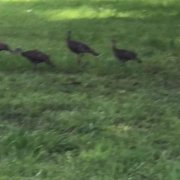 A rafter of W.ild Turkeys roaming in Clay County Florida
