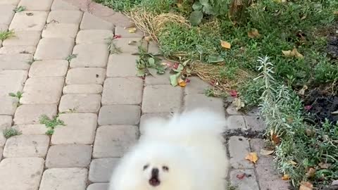 an-adorable-white-dog-barking