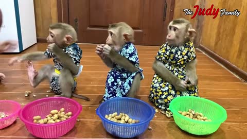 Monkey family