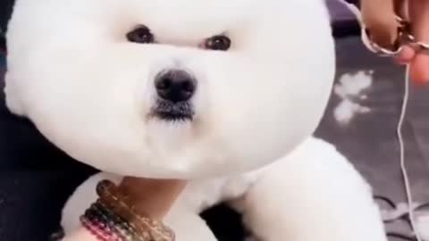 Cute animals funny videos