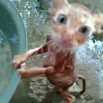 Cat bathing and playing