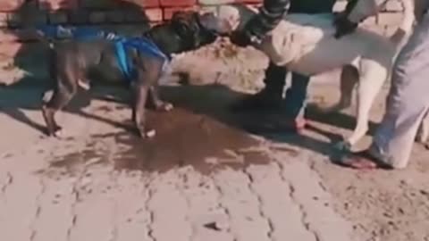 Pitbul blood fight 😱😱