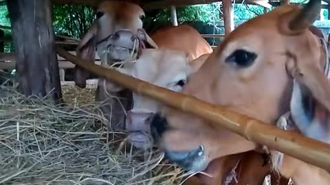 Watch this video of how hungry cows are eating dry grass, pets