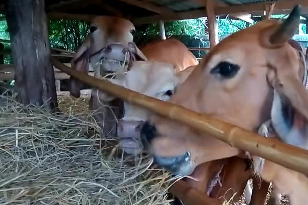 Watch this video of how hungry cows are eating dry grass, pets