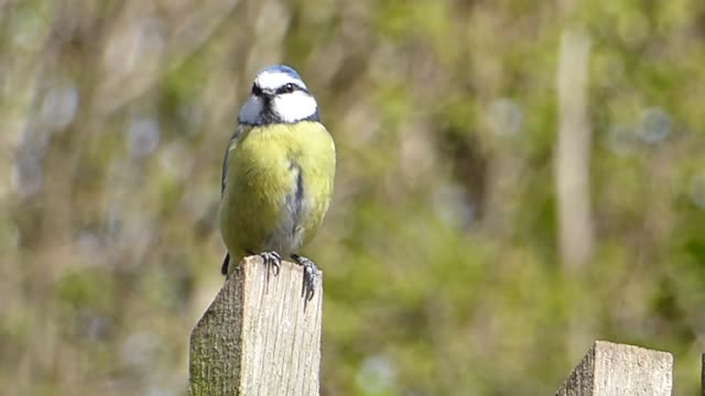 The rarest bird in the world