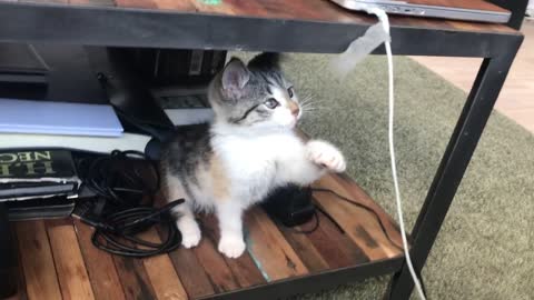 Little Kitten Plays with a rubber bands