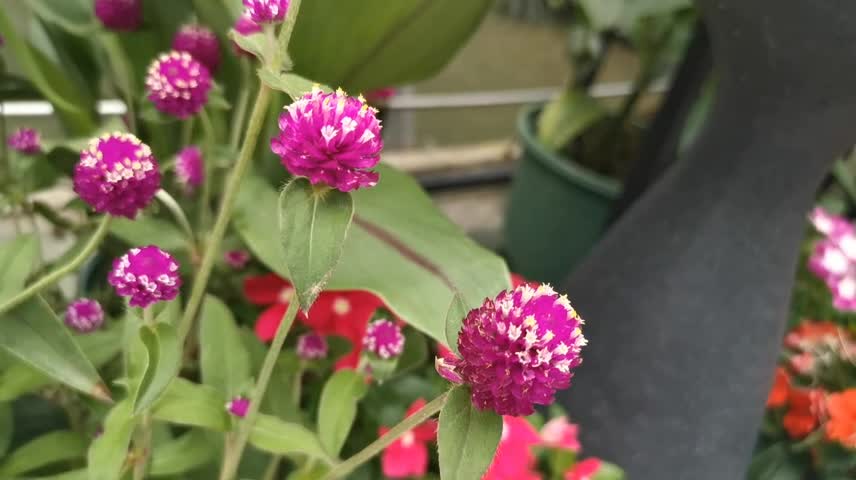 Cute pretty little pink-white flower