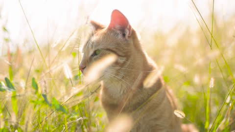 golden hair cat in the sun