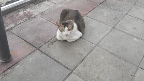 Cute and fat stray cat in the market