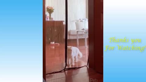 Animals act like human