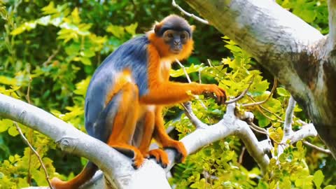 Look, so cute, there is a monkey resting on the tree