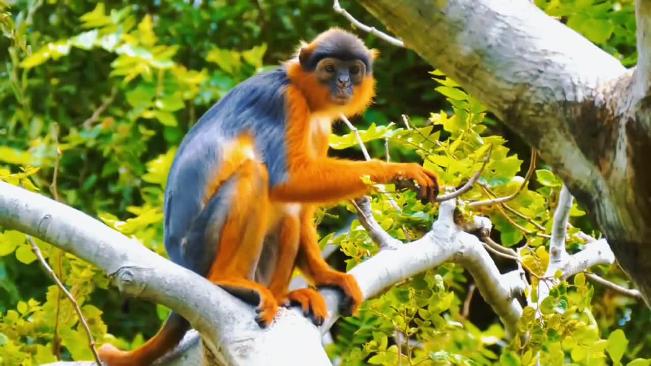 Look, so cute, there is a monkey resting on the tree