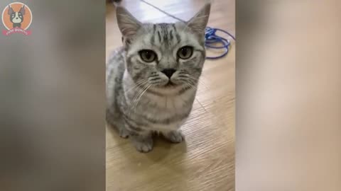 Funny animals #1 - Cute cats and dogs doing funny things