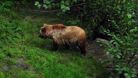 Relaxing music of birds and brown bear video