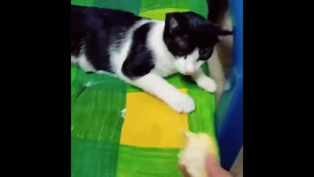 Funniest Animals - Best Of The 2021 Funny Animal Videos