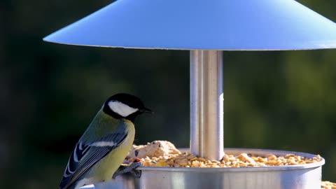 Beautiful birds eating foods.
