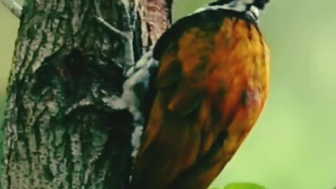 Woodpeckers singing
