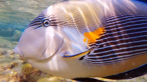 Close-up view of bright blue surgeonfish swimming underwater