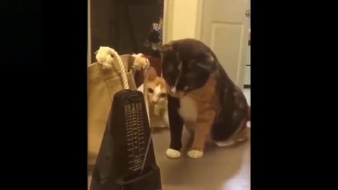 Funny Pets | Try Not To Laugh