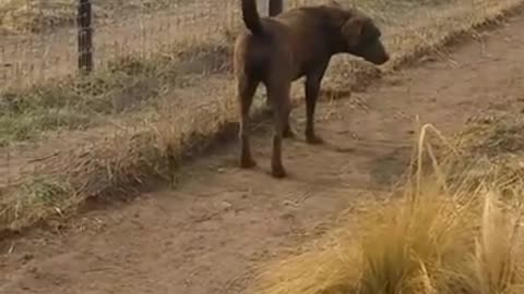 Lion asking dog for forgiveness