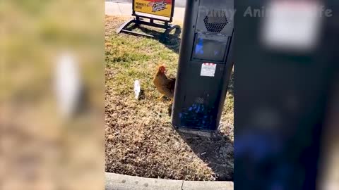 Funniest Cats and Dogs - Best Funny Animal Videos 2022 🤣