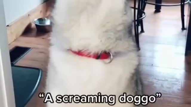Husky SCREAMS at owner LIKE A HUMAN