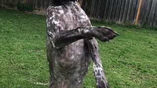 Dog catches duct tape