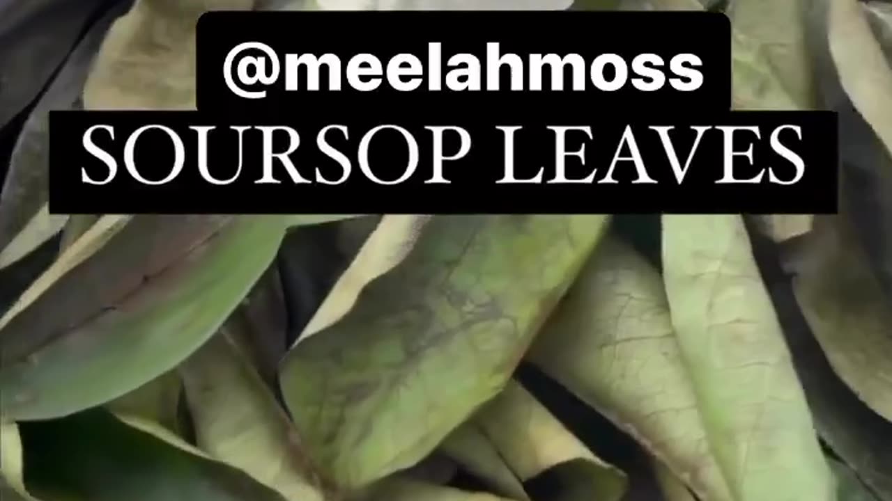 SOURSOP LEAVES ONE OF NATURES STRONGEST PlANTS FOR CANCER