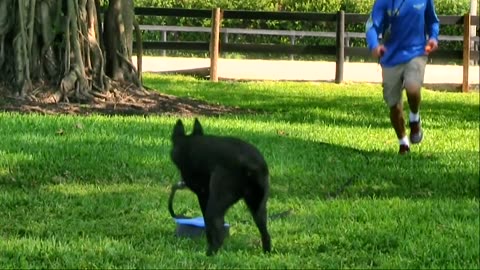 Learn how to train your dog like it is trained in the dog academy