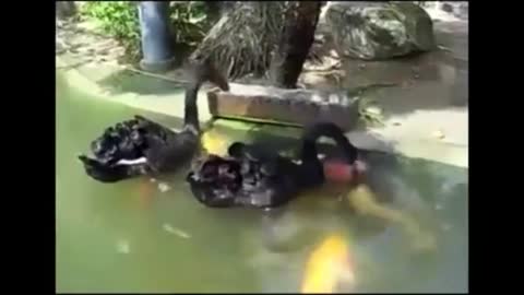 Mix of funny animals 2