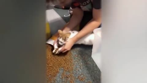 Try not to Laugh or grin 😂 Challenge - Very funny Cats 🐱