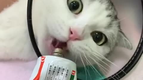 Baby cat cute and funny cat vedio#funny