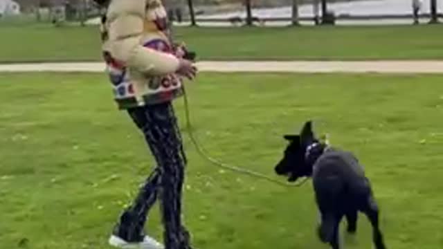 A Dog train Technique That Changes Your Dog Forever