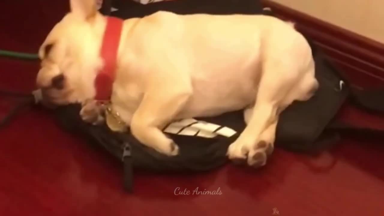 Baby Dogs Funny & cute Baby Dog