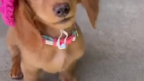 Cute Baby Dog # Short Video 2021