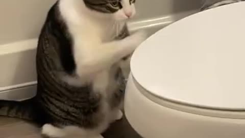 Cat's Boxing Training With Toilet Seat
