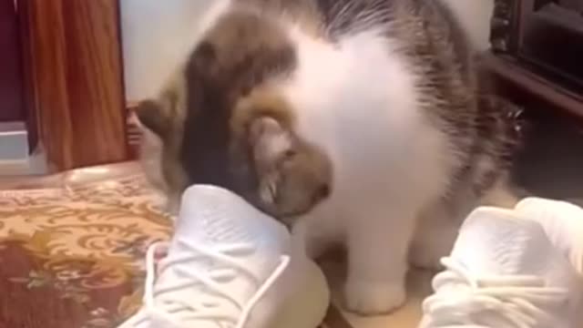 Lovely Cat, black cat, cats, funny cats, funny cat videos series