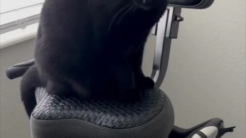 Adopting a Cat from a Shelter Vlog - Cute Precious Piper Settles Herself on Exercise Bike #shorts