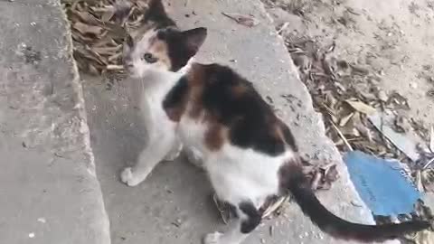 naughty twin cats