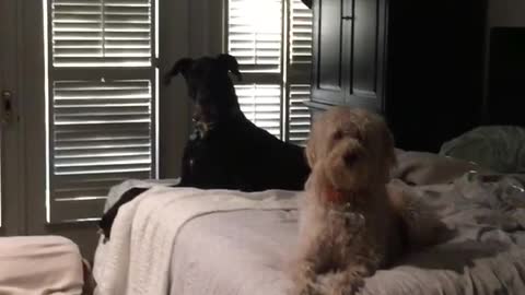 Two dogs are in a bedroom on a white bed howling