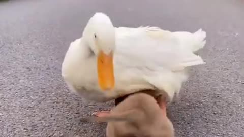 Duck playing with puppy