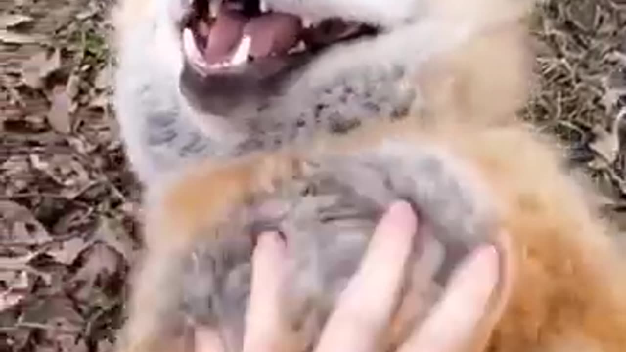 Dogs laughter challenge