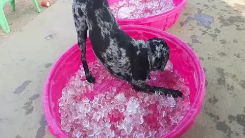 Blackjack (Catahoula) playing in the ice pool on a Hot August day!