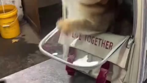 funniest cat and kittens 🐺🐼🦝🦁🦁🐱
